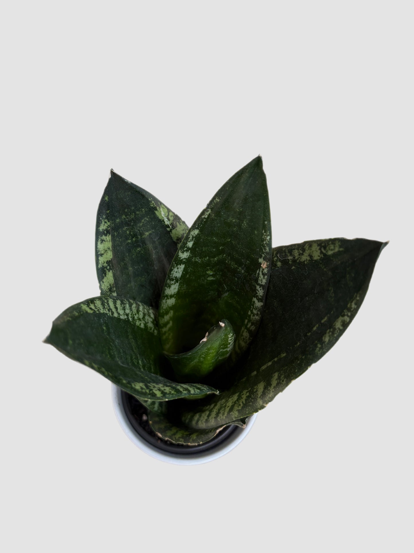 Sansevieria Whitney close-up – broad dark green leaves with silver-gray variegation, rosette form, grown in Canada by Plantalure