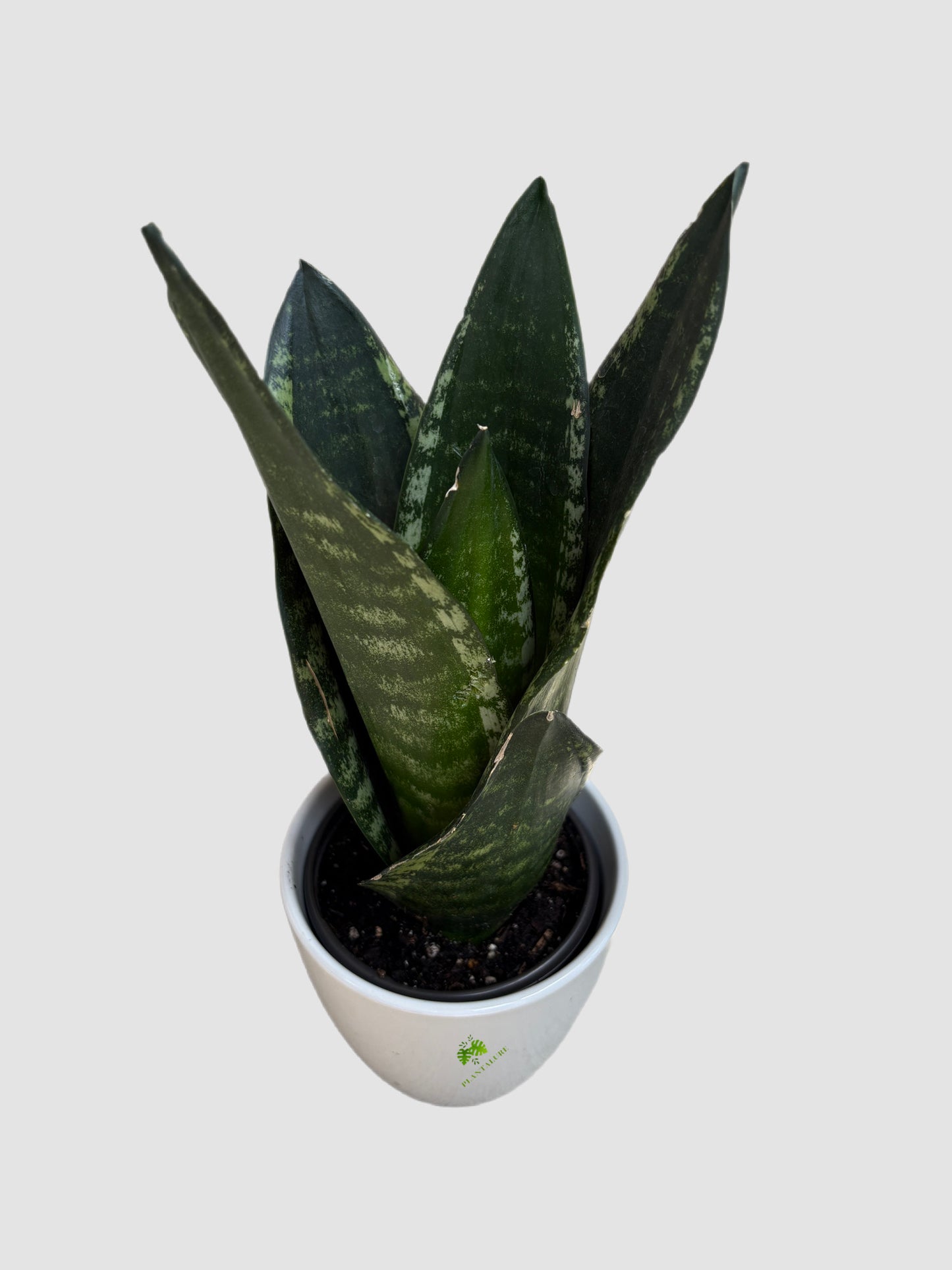 Sansevieria Whitney in ceramic pot – deep green leaves with silver-gray mottling, compact rosette, grown in Canada by Plantalure