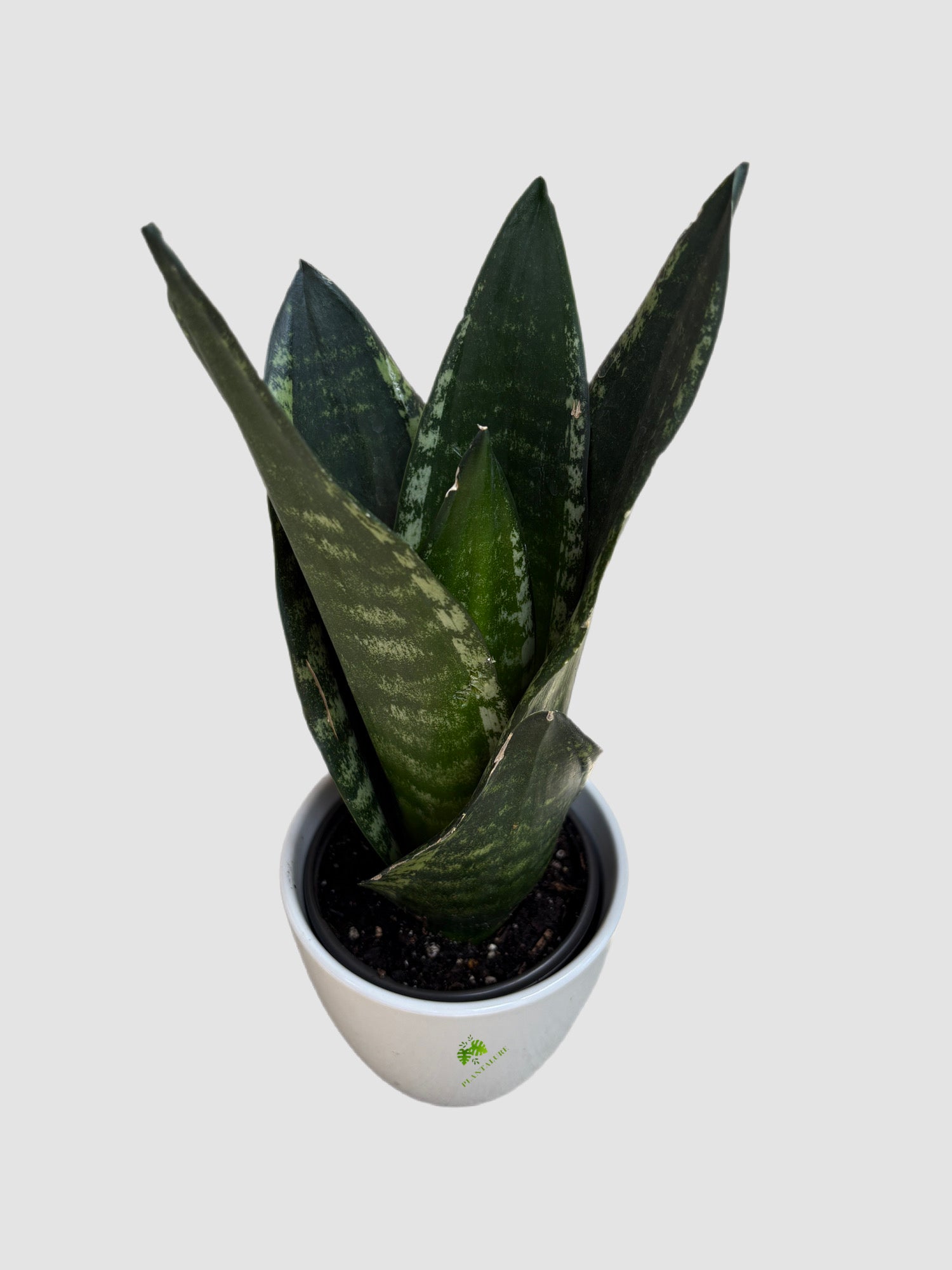 Sansevieria Whitney in ceramic pot – deep green leaves with silver-gray mottling, compact rosette, grown in Canada by Plantalure