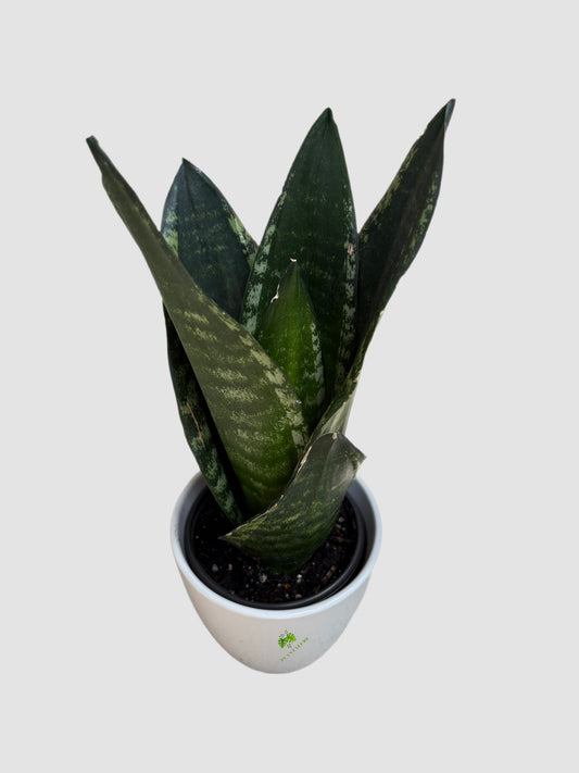 Sansevieria Whitney in ceramic pot – deep green leaves with silver-gray mottling, compact rosette, grown in Canada by Plantalure