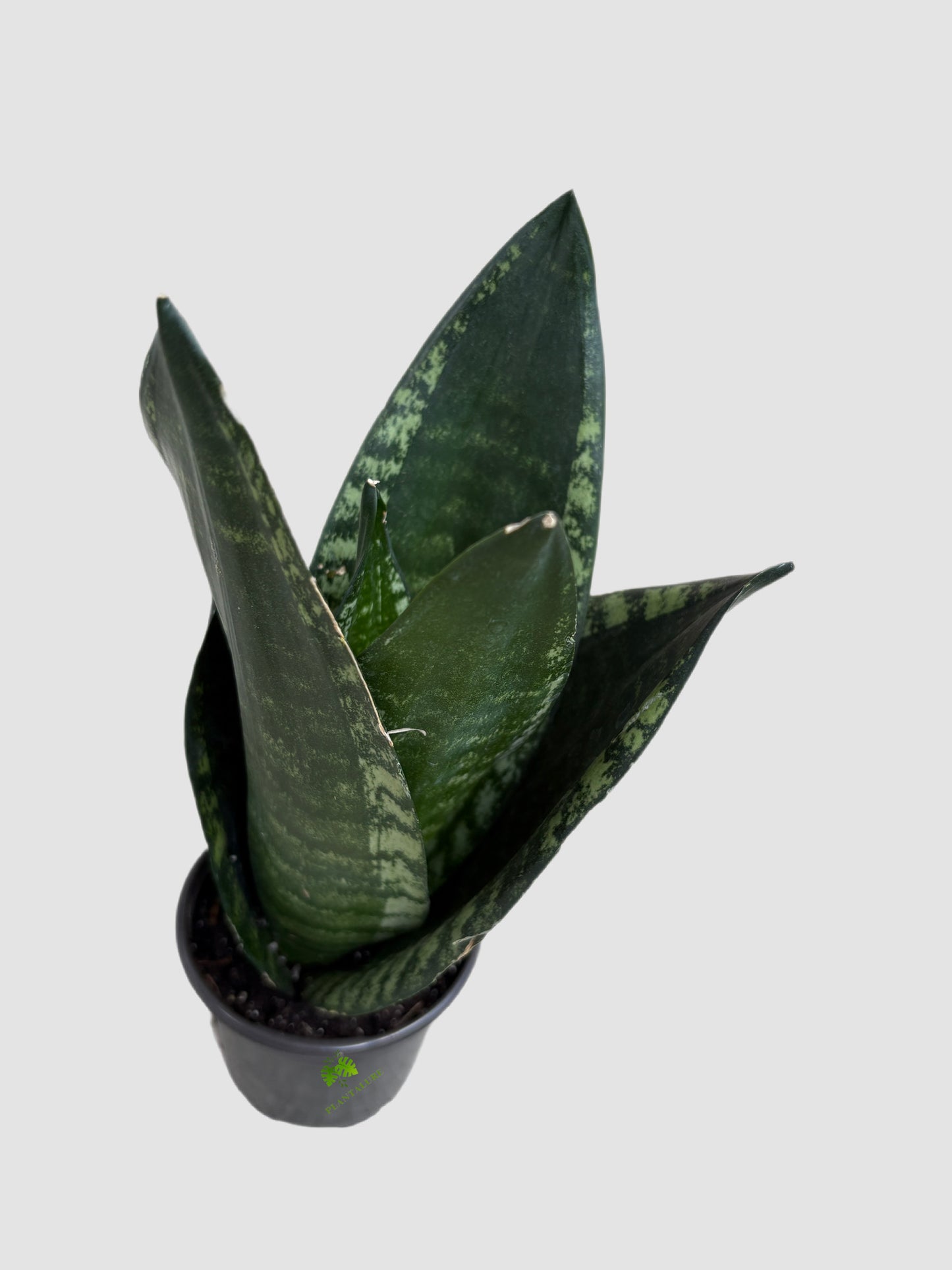Sansevieria Whitney in 4" nursery pot – upright dark green leaves with silvery mottling, grown in Canada by Plantalure