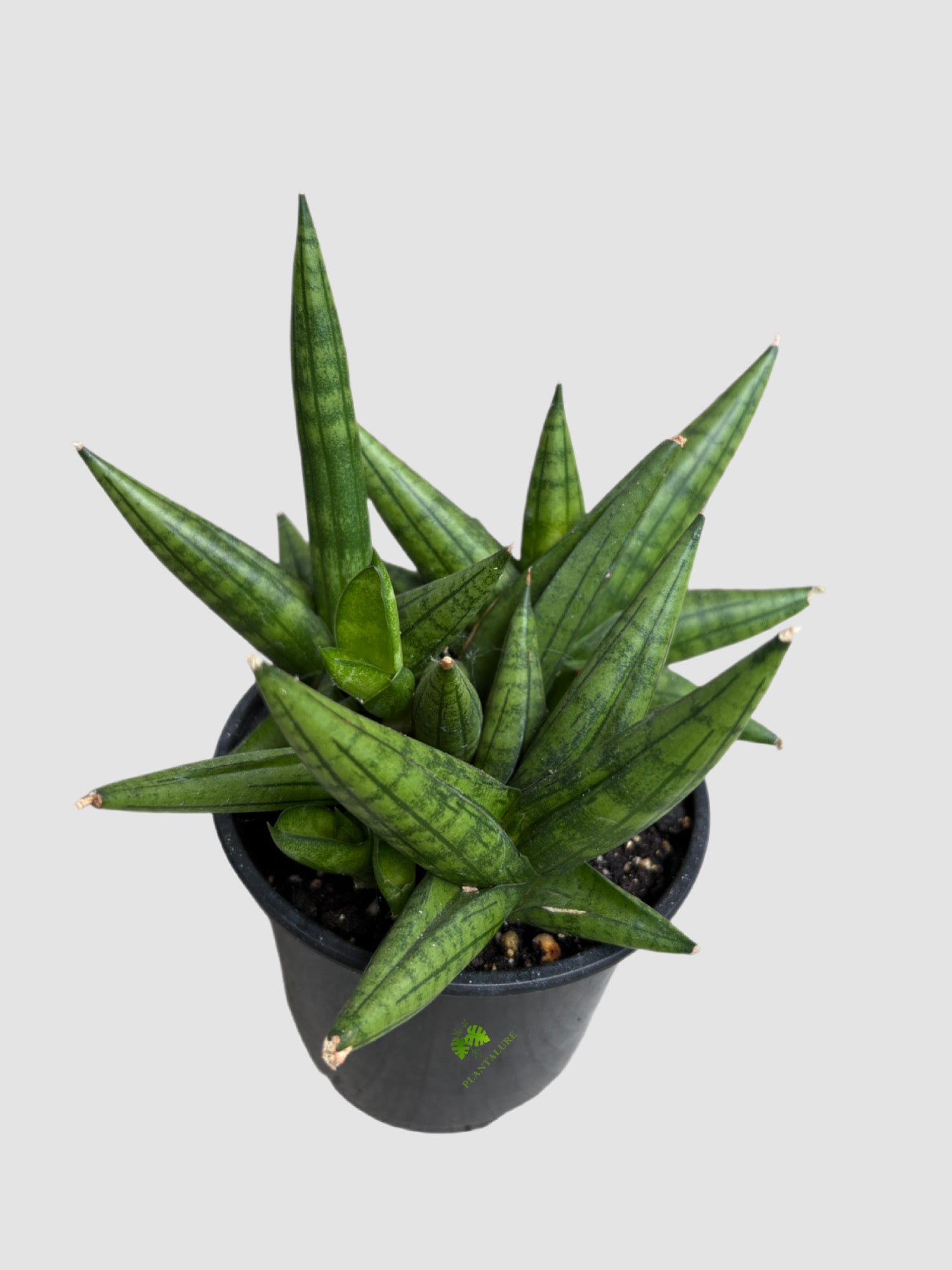 Sansevieria Dwarf Boncel Starfish in 4" nursery pot – starfish growth, green banded leaves, grown in Canada by Plantalure