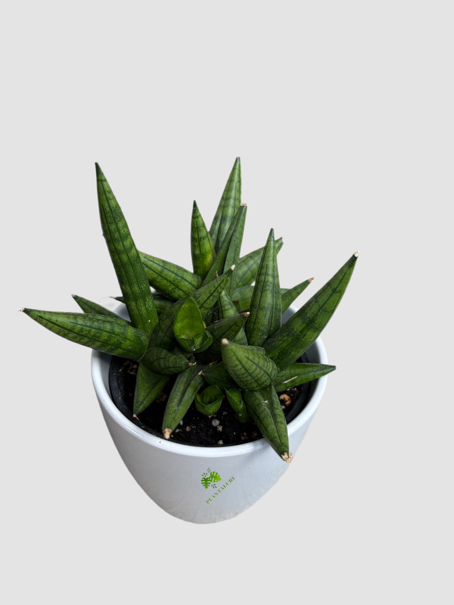 Sansevieria Dwarf Boncel Starfish in ceramic pot – compact starfish form, green banded leaves, grown in Canada by Plantalure