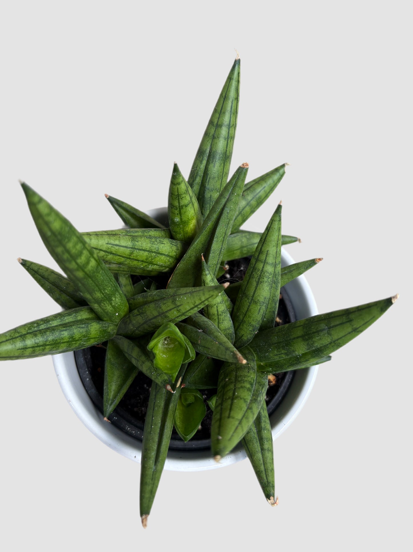 Sansevieria Dwarf Boncel Starfish close-up – cylindrical green leaves in starfish pattern, grown in Canada by Plantalure