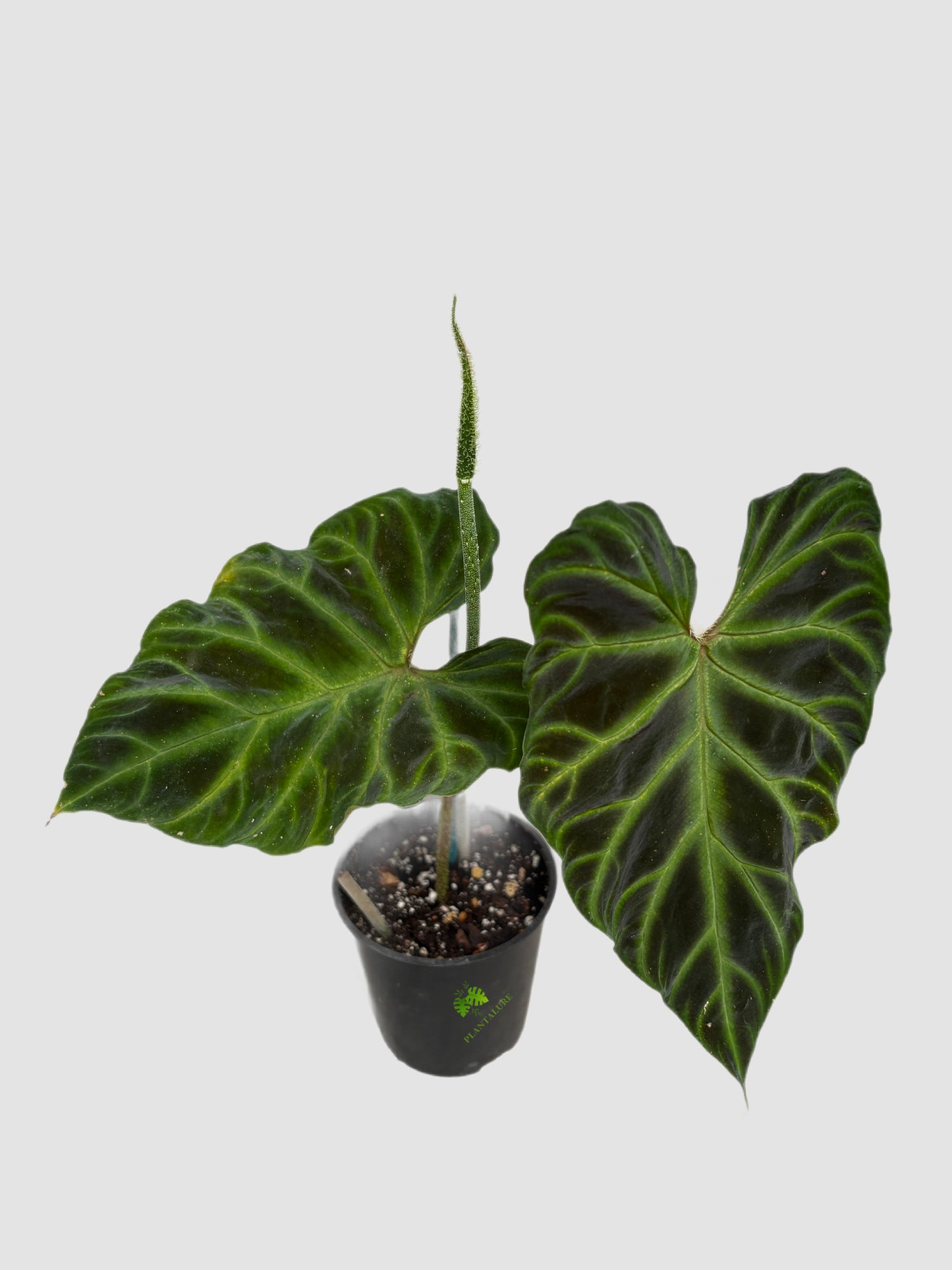 Philodendron Verrucosum in 4" nursery pot – deep green velvety foliage on climbing stem, grown in Canada by Plantalure