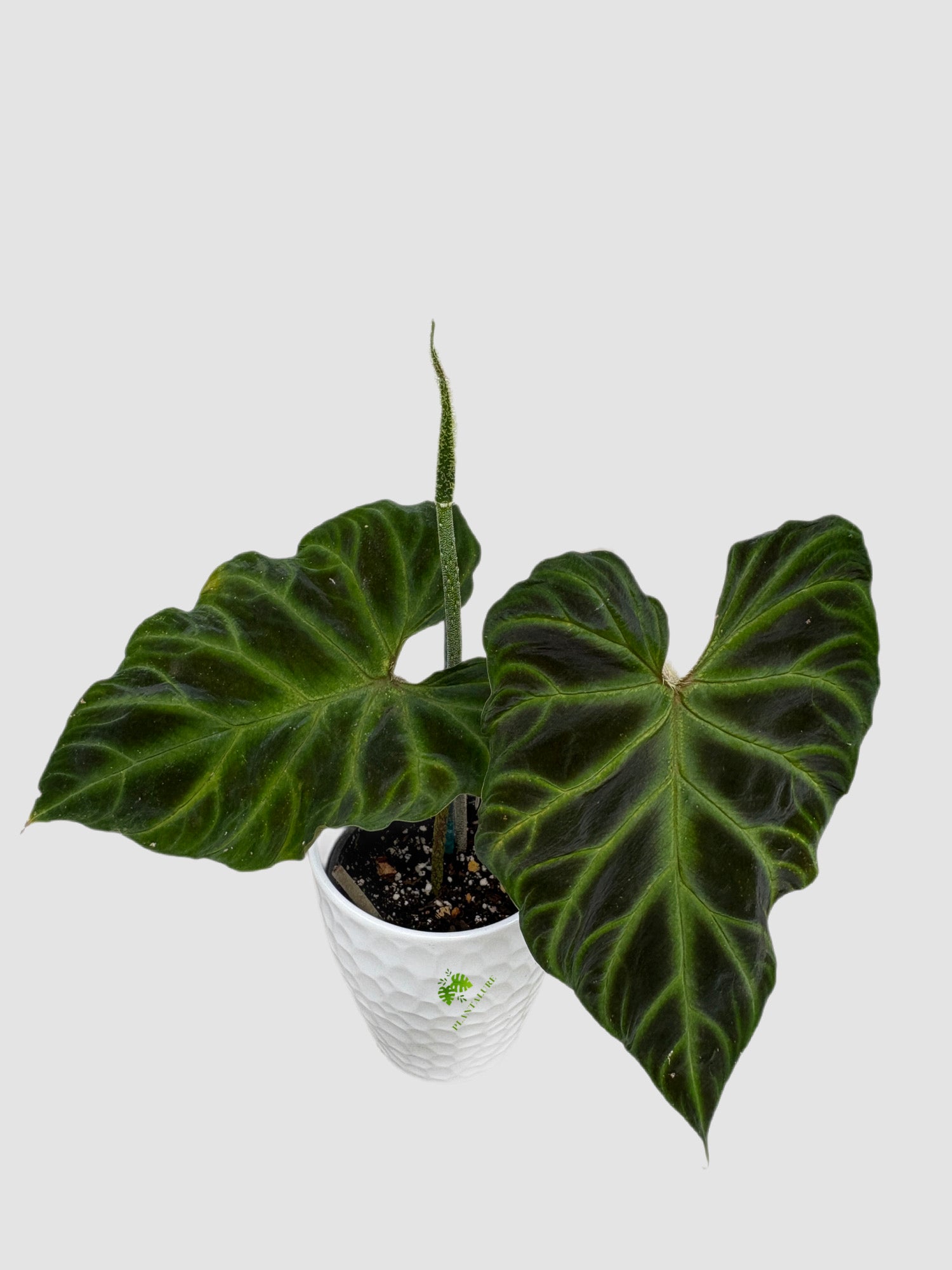 Philodendron Verrucosum in ceramic pot – velvety deep green leaves with fuzzy petioles, grown in Canada by Plantalure