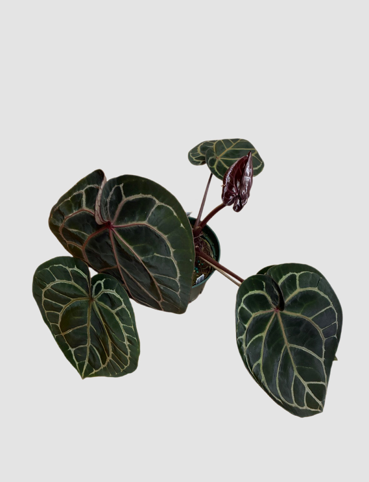 Anthurium Zara Michelle Red Crystallinum – dark velvety foliage with bold white veining, grown in Canada by Plantalure