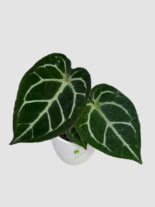 Anthurium Red Crystallinum – velvety foliage with rich red tones, grown in Canada by Plantalure