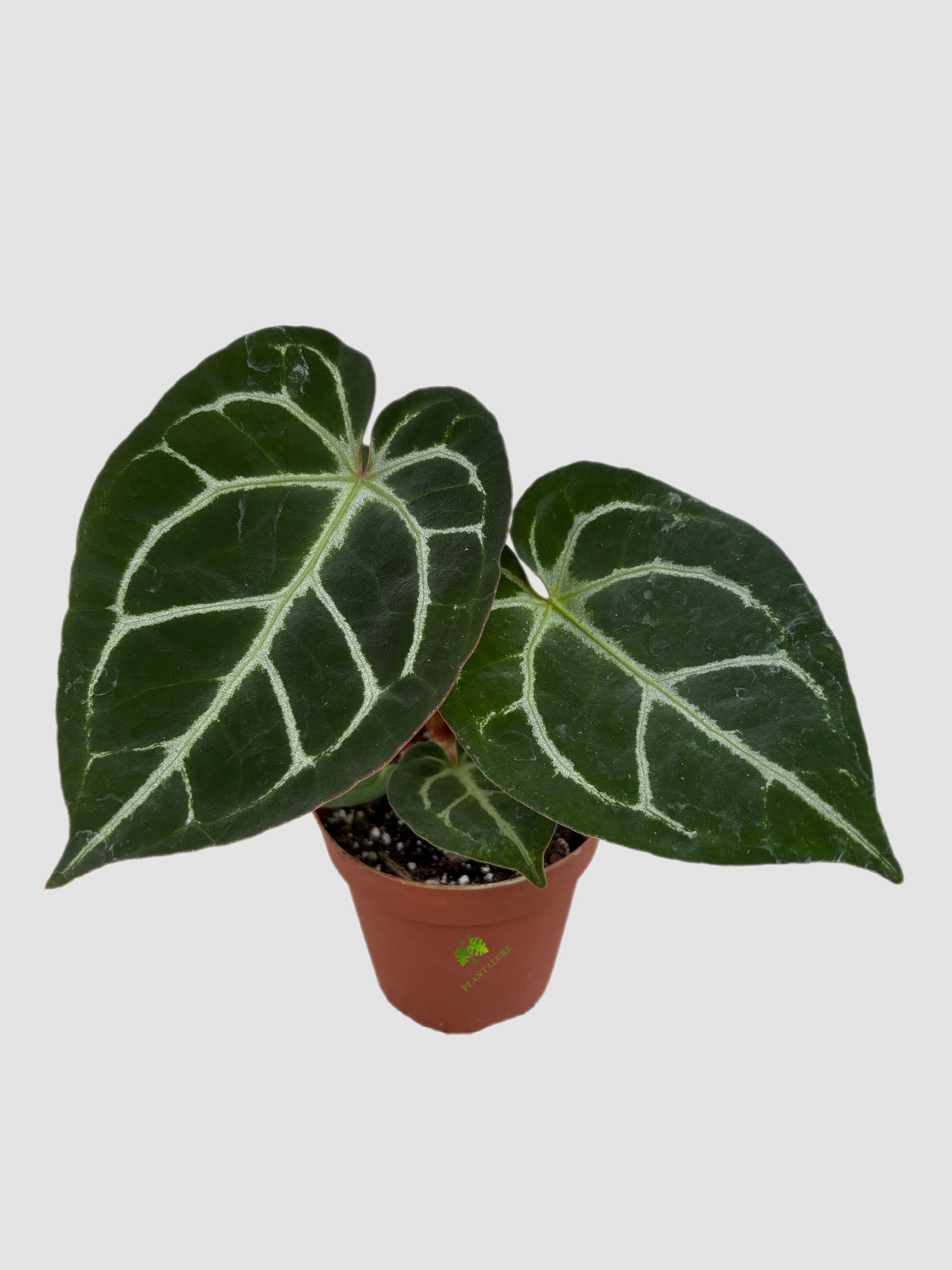Anthurium Red Crystallinum 4" Pot – striking red-tinted leaves with bright veining, grown in Canada by Plantalure