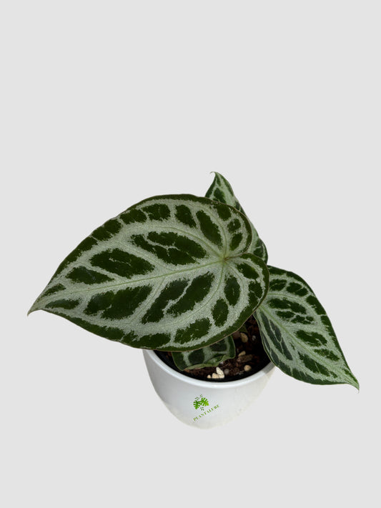 Anthurium Crystallinum 4" Ceramic Silver Blush – velvety foliage with a silvery sheen, grown in Canada by Plantalure