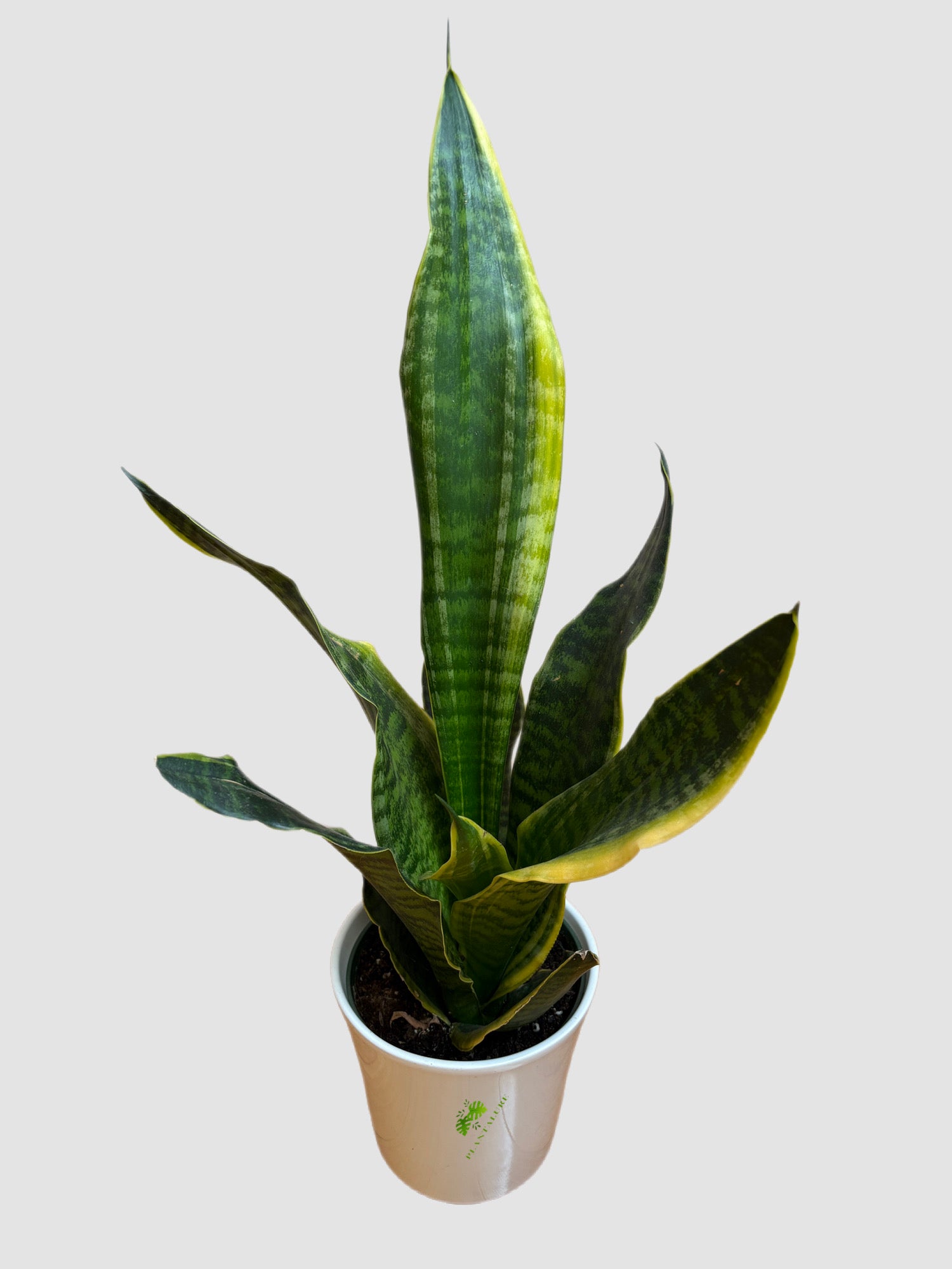 Sansevieria Futura Superba close-up – deep green foliage with light green banding and golden-yellow margins, grown in Canada by Plantalure
