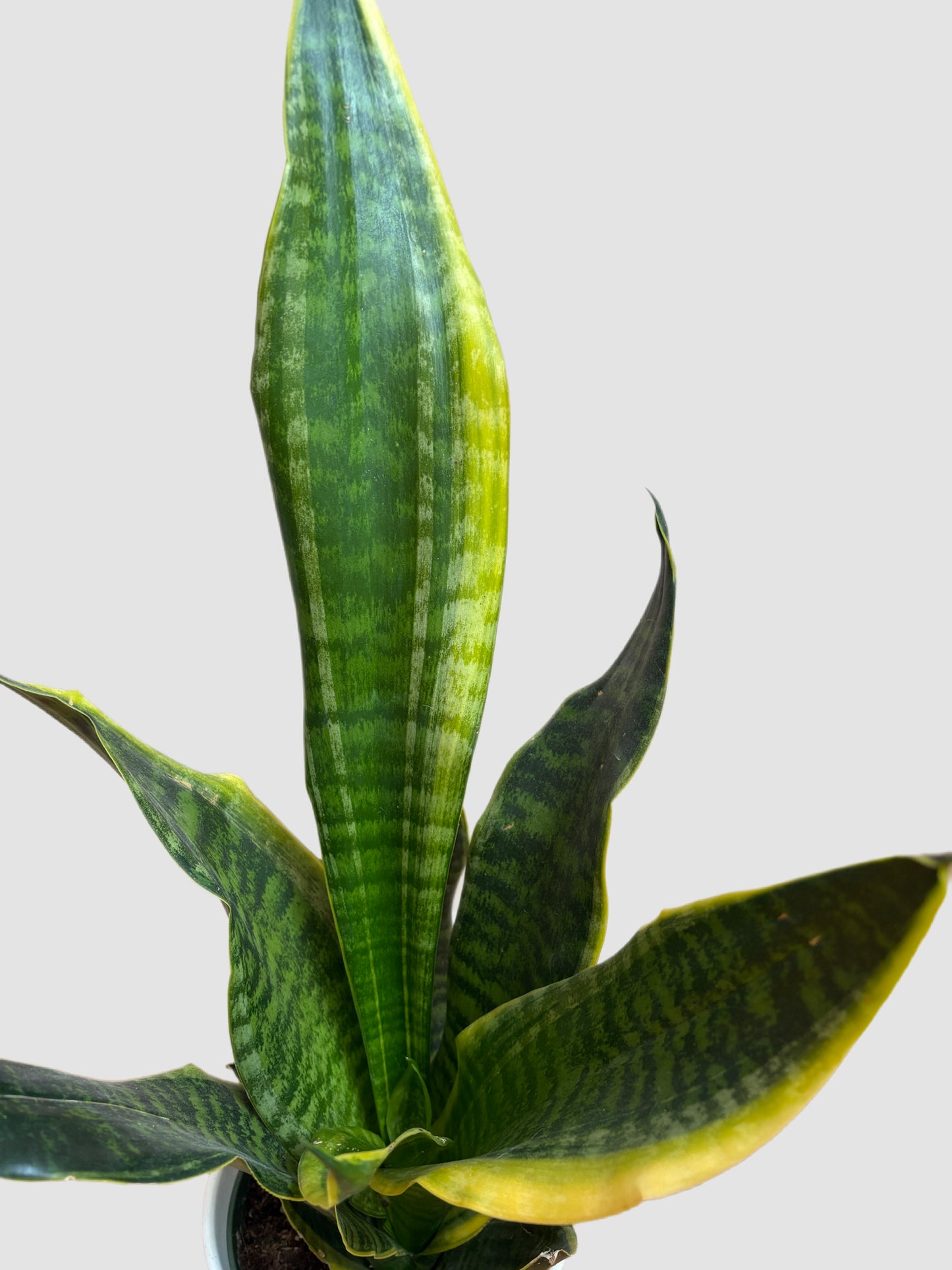 Sansevieria Futura Superba close-up – green foliage with light banding and yellow margins, grown in Canada by Plantalure