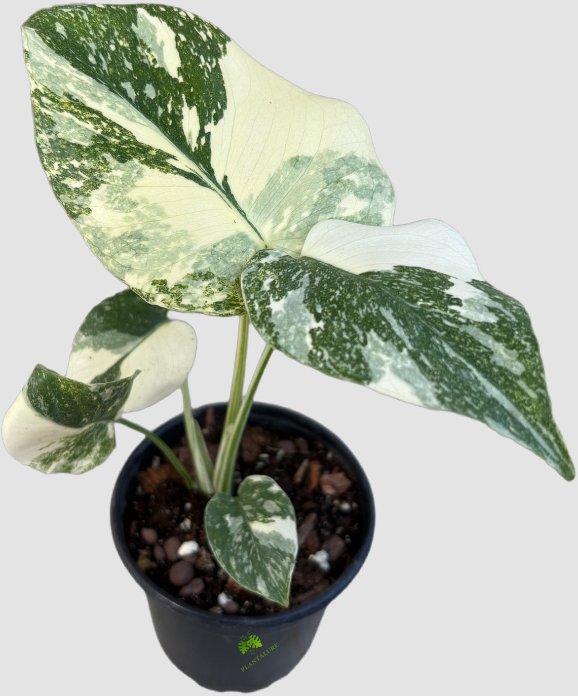 Monstera Creme Brulee 4" nursery pot – creamy yellow and green marbled variegation, grown in Canada by Plantalure