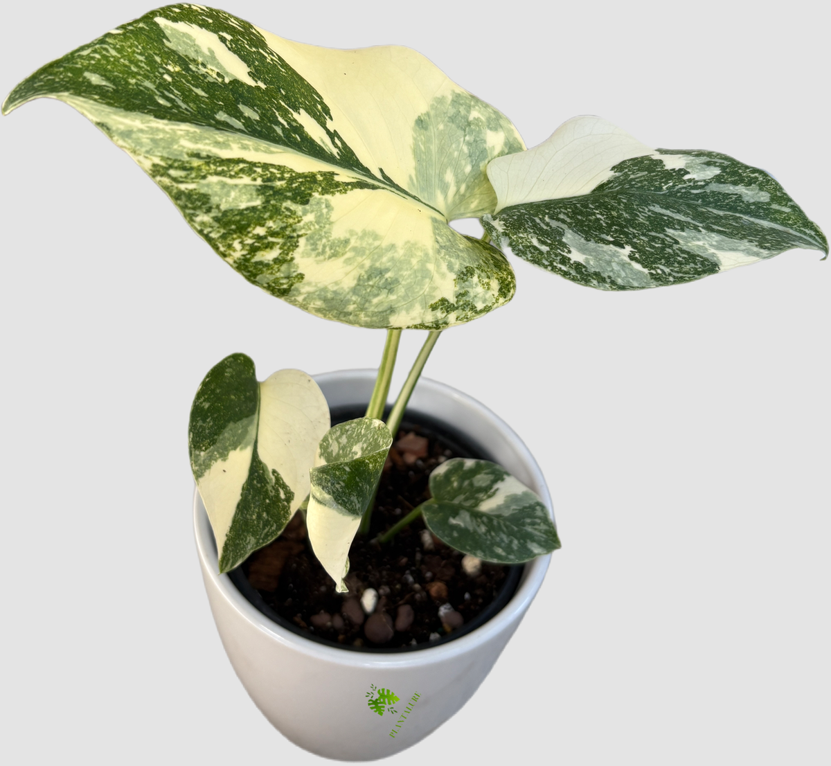 Monstera Creme Brulee in  ceramic pot – large fenestrated leaves with buttery cream and green marbled variegation, grown in Canada by Plantalure