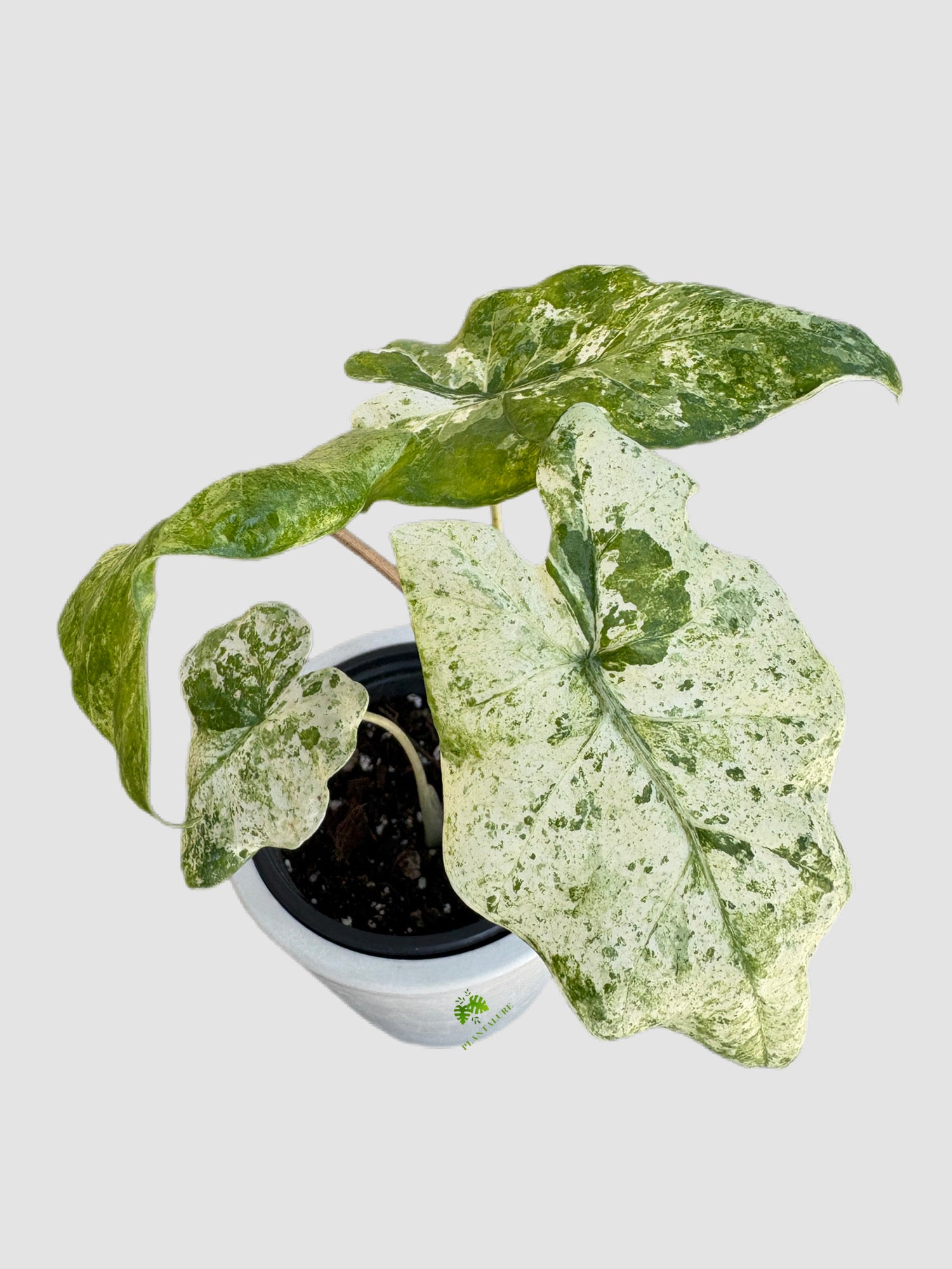 Alocasia Odora Batik in white ceramic pot – creamy white batik variegation with green marbling, grown in Canada by Plantalure