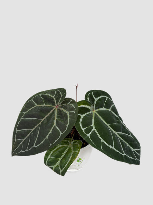 Anthurium Zara Michelle Red Crystallinum – dark velvety foliage with bold white veining, grown in Canada by Plantalure