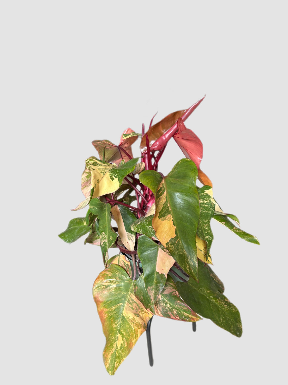 Philodendron Strawberry Shake