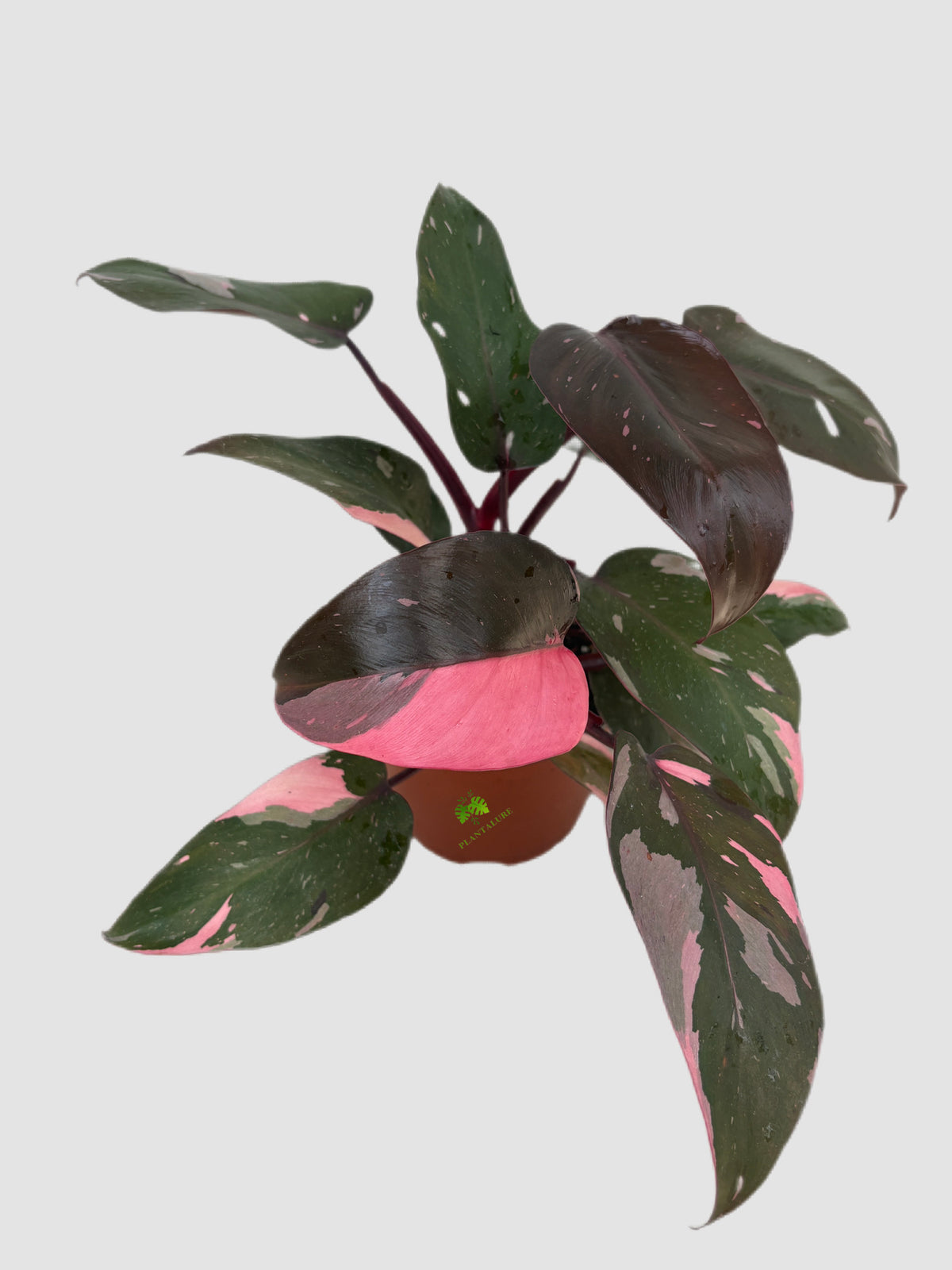 Philodendron Pink Princess 4" nursery pot – dark leaves with pink variegation, grown in Canada by Plantalure