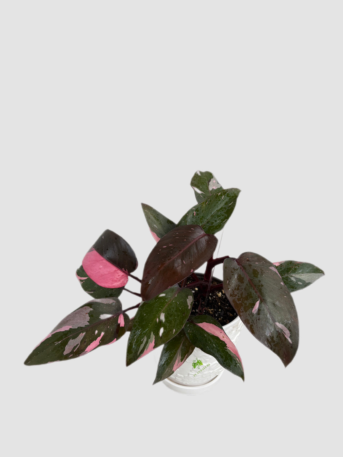 Philodendron Pink Princess 6" ceramic pot – pink variegated foliage, grown in Canada by Plantalure