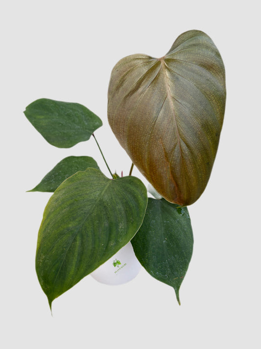 Philodendron Lynamii  4" ceramic pot – broad textured foliage, grown in Canada by Plantalure