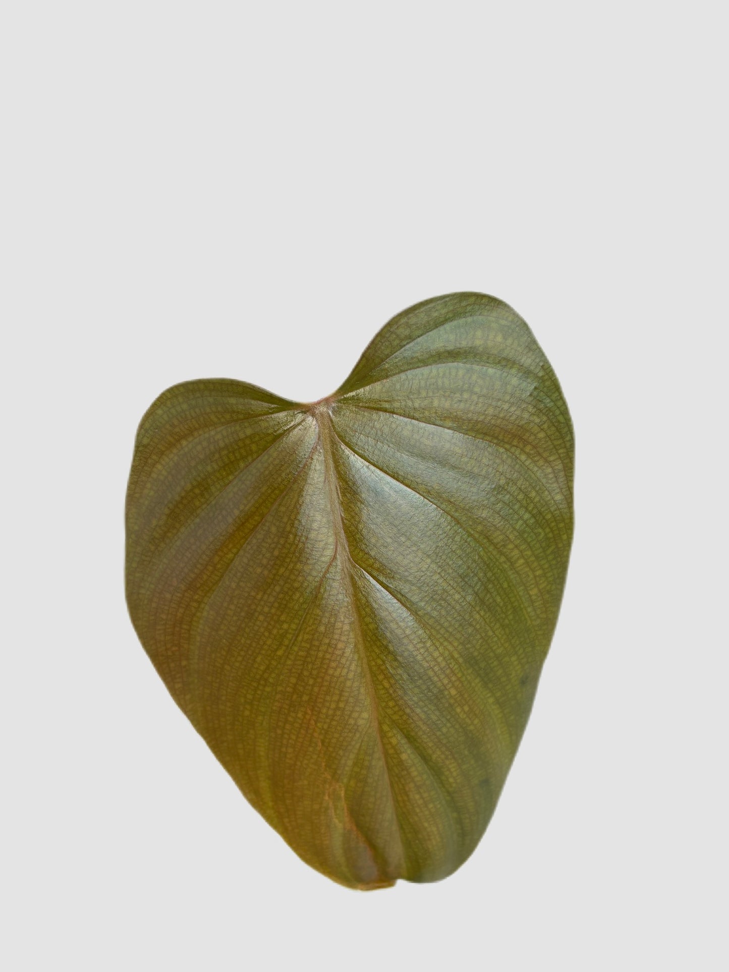 Philodendron Lynamii