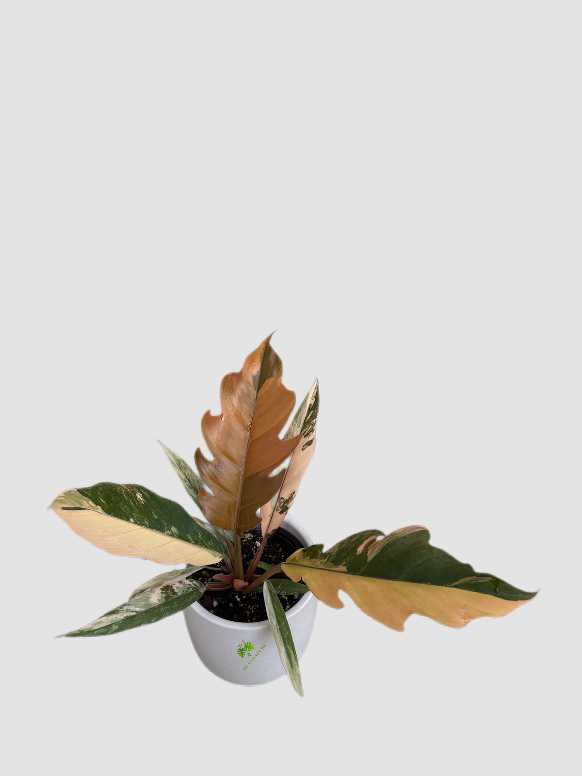 Philodendron Caramel Marble 6" ceramic pot – caramel variegated foliage, grown in Canada by Plantalure