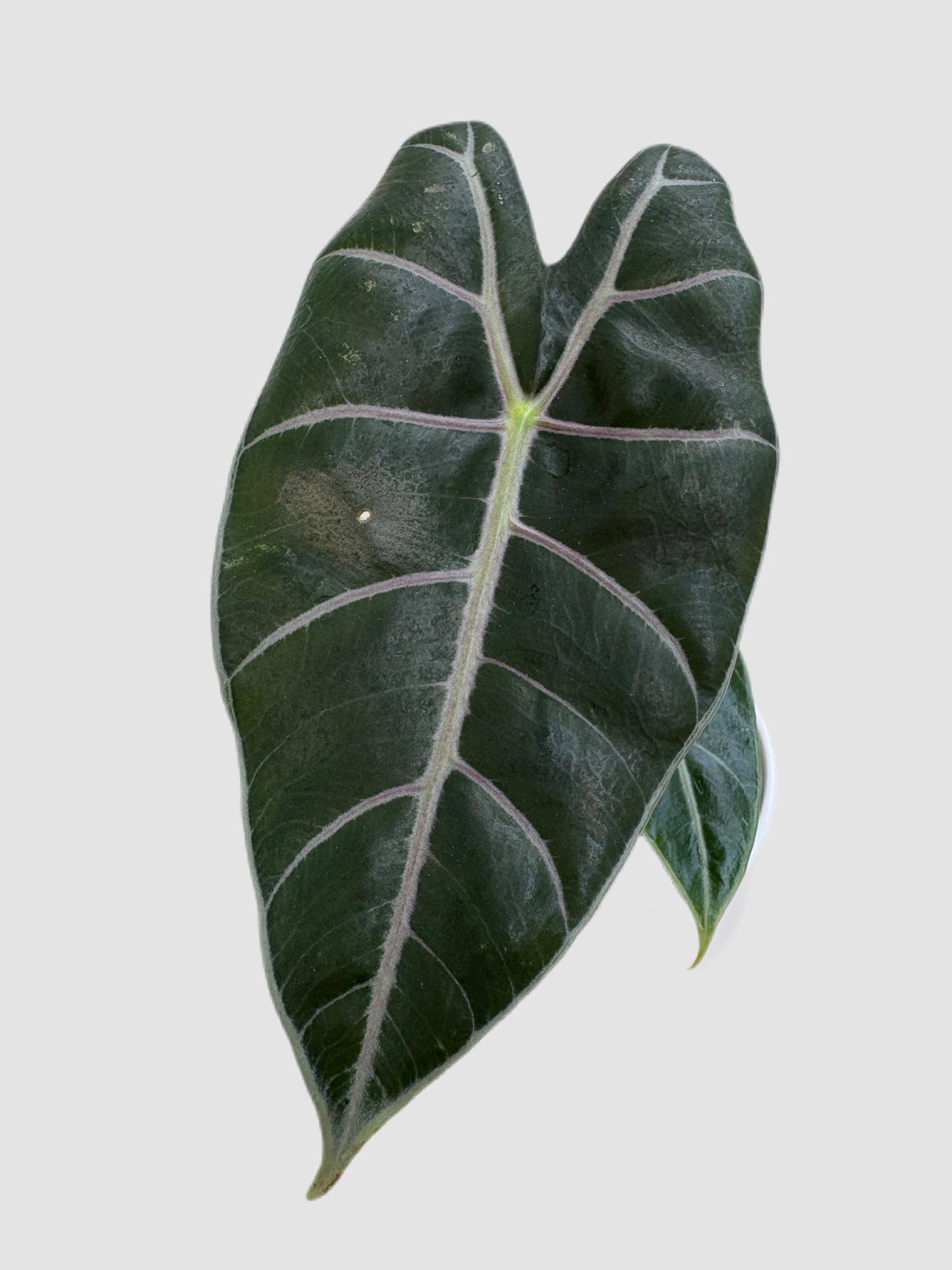 Alocasia Longiloba Watsoniana close-up – deep dark green leaf with prominent silver veining, grown in Canada by Plantalure