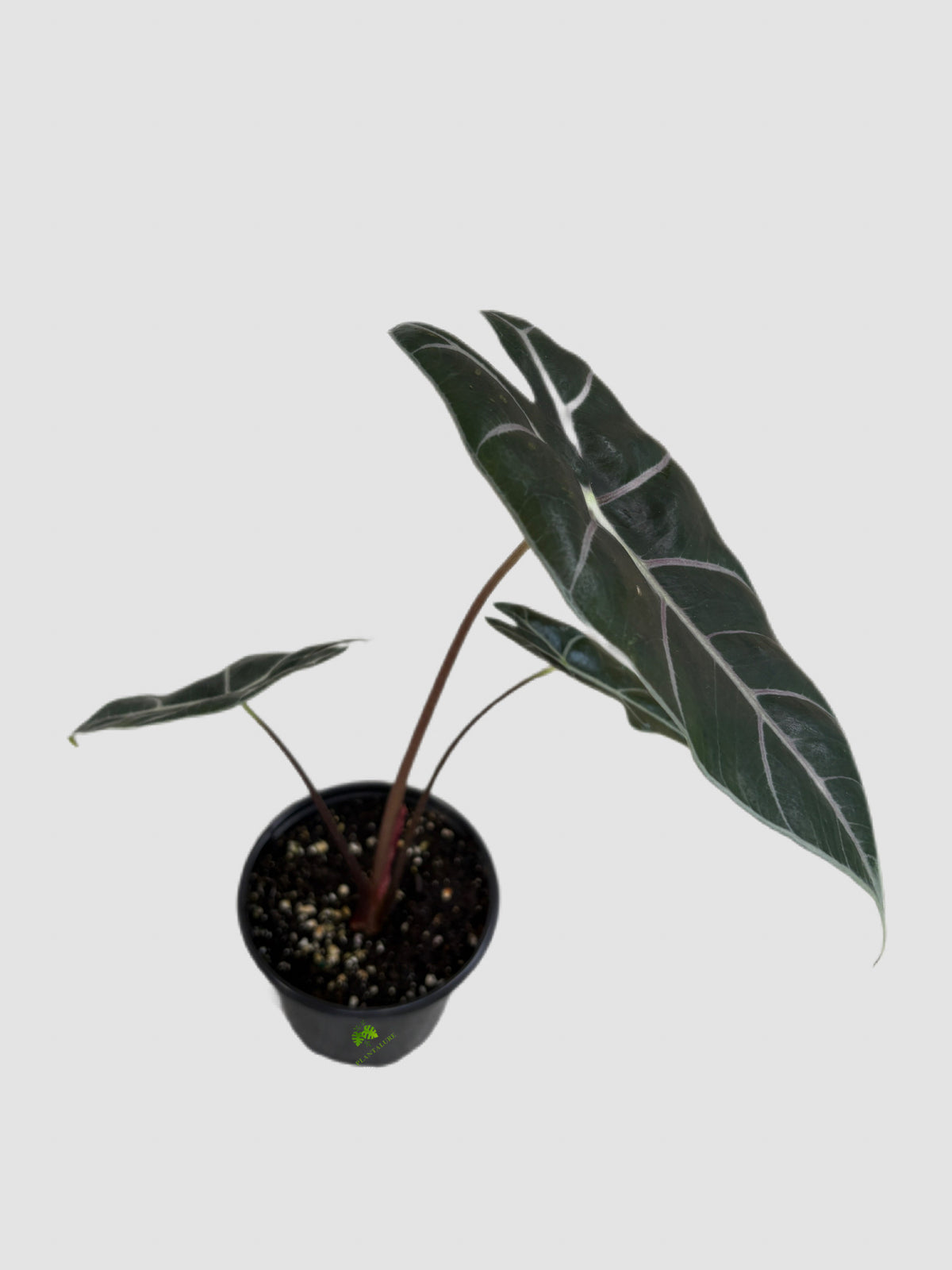 Alocasia Longiloba Watsoniana in 4" nursery pot – elongated dark leaves with pale silver veins, grown in Canada by Plantalure