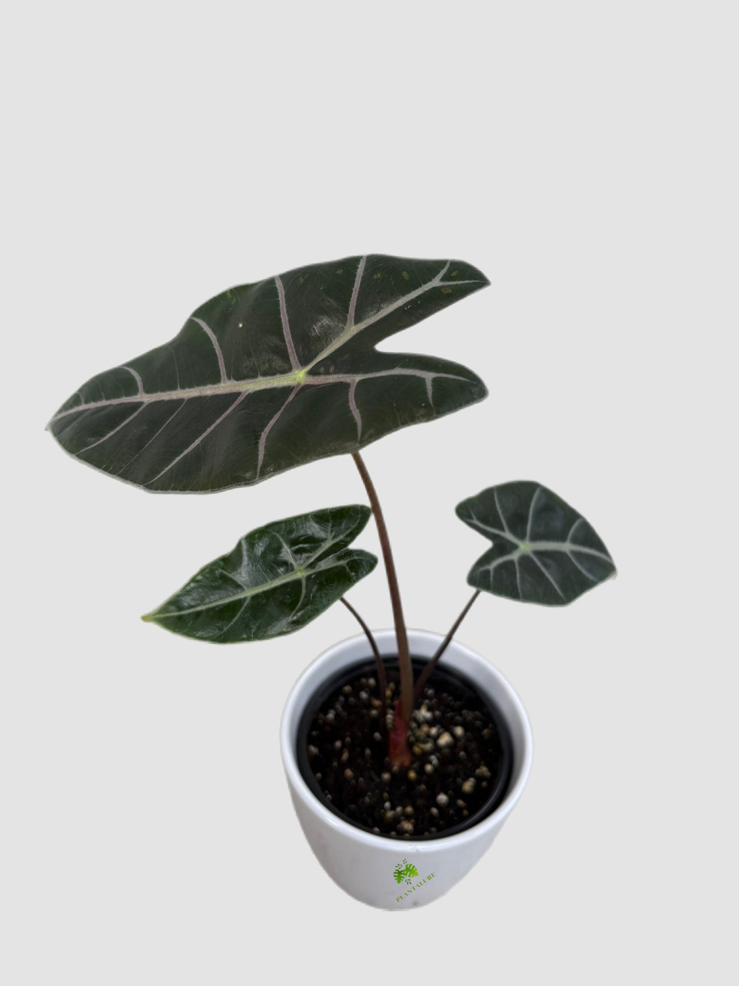 Alocasia Longiloba Watsoniana in ceramic pot – dark green leaves with silver veining, grown in Canada by Plantalure