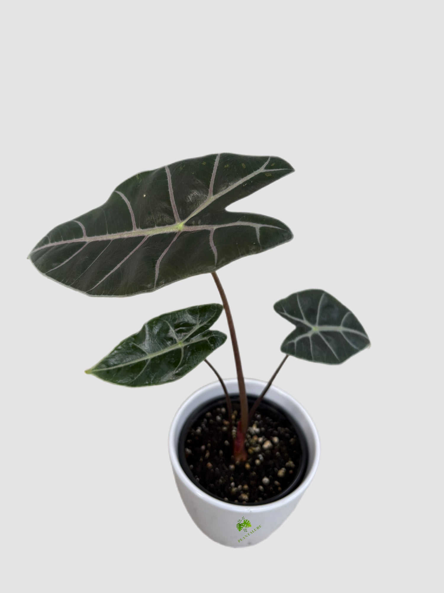 Alocasia Longiloba Watsoniana in ceramic pot – dark green leaves with silver veining, grown in Canada by Plantalure