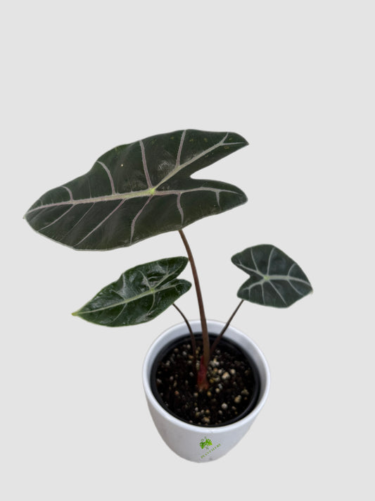 Alocasia Longiloba Watsoniana in ceramic pot – dark green leaves with silver veining, grown in Canada by Plantalure