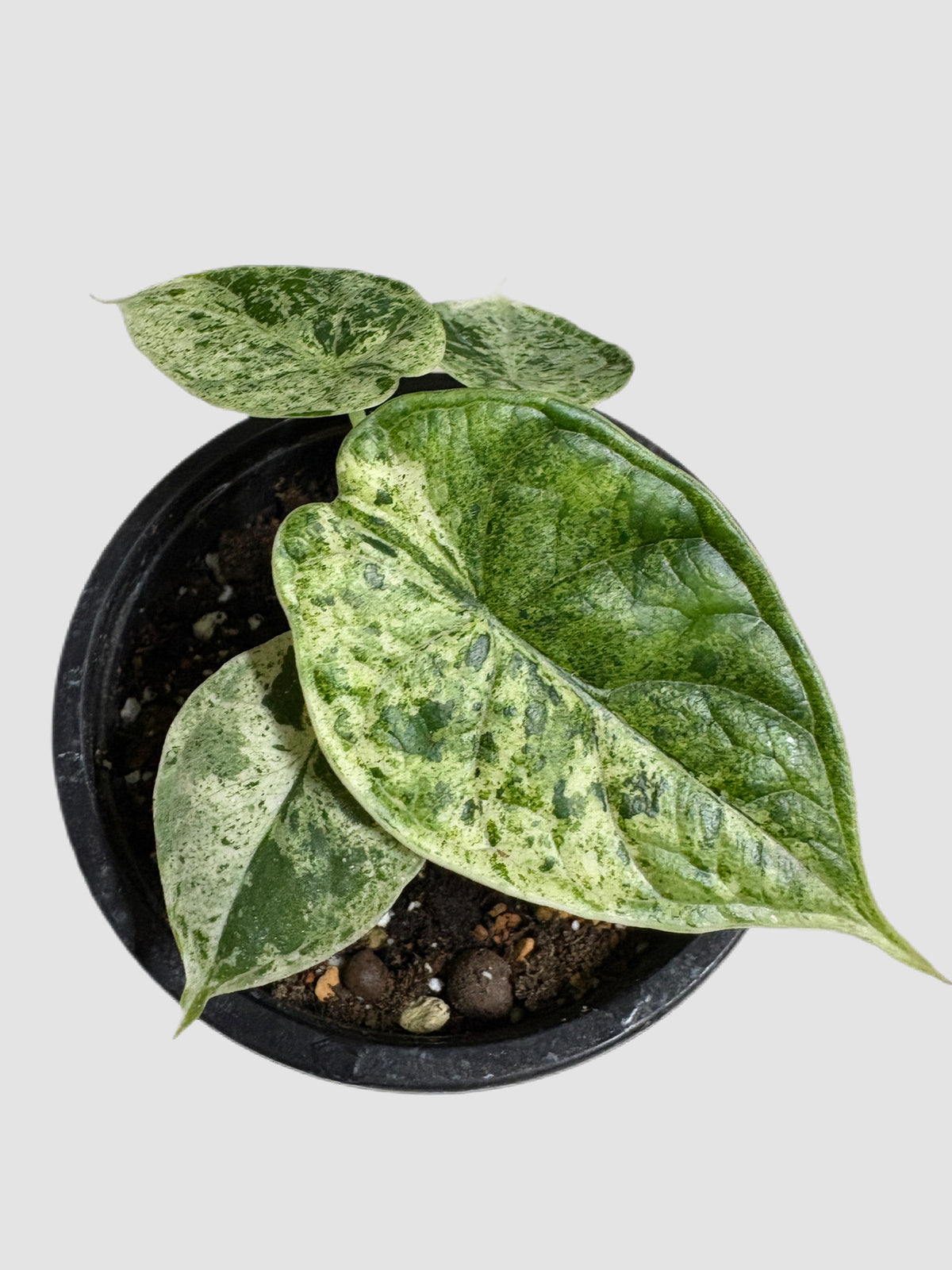 Alocasia Dragon Scale Variegated close-up – speckled cream and green variegated foliage, grown in Canada by Plantalure