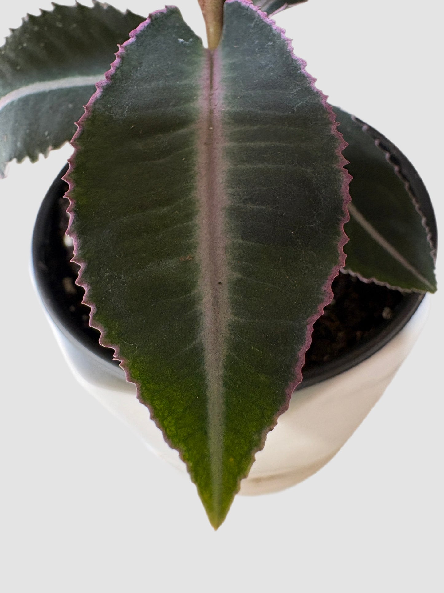 Labisia Pumila Electric Pink close-up – dark leaf with electric pink margins and centre stripe, grown in Canada by Plantalure