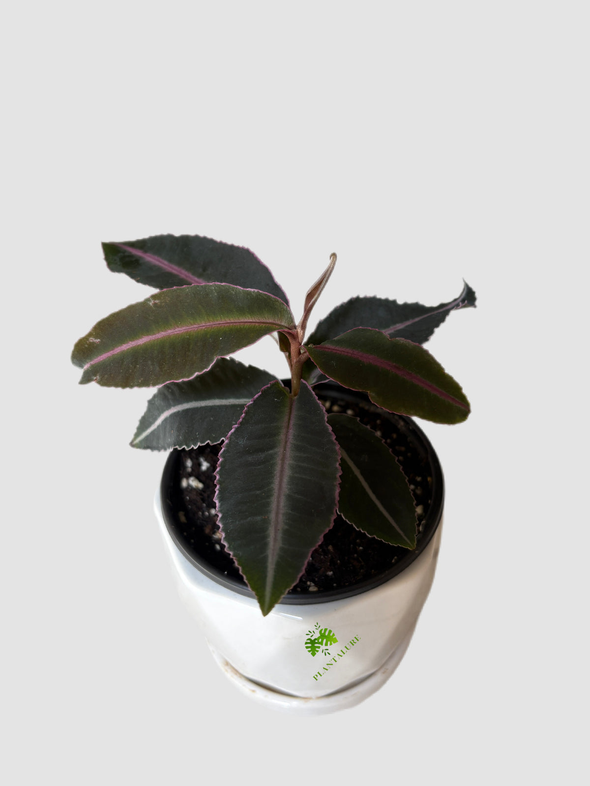 Labisia Pumila Electric Pink in ceramic pot – deep green leaves with pink veining, grown in Canada by Plantalure