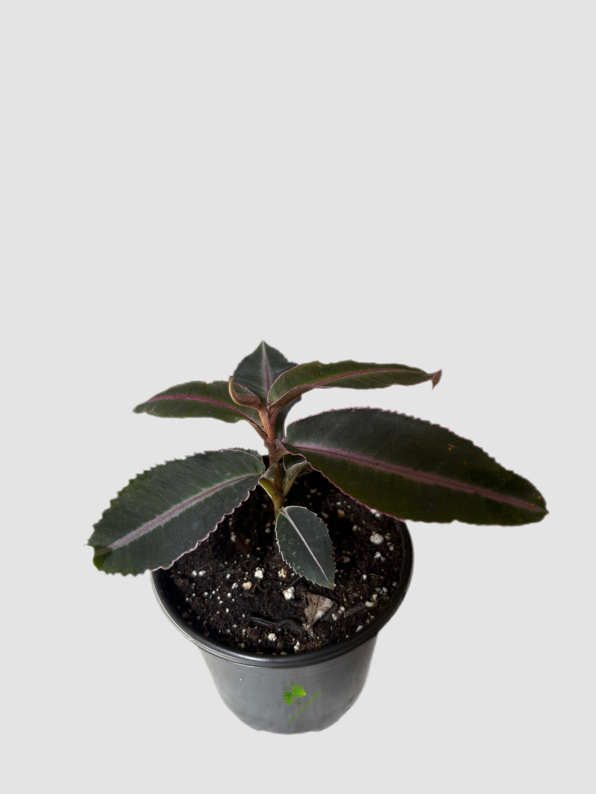 Labisia Pumila Electric Pink in 4" nursery pot – dark foliage with pink margins, grown in Canada by Plantalure