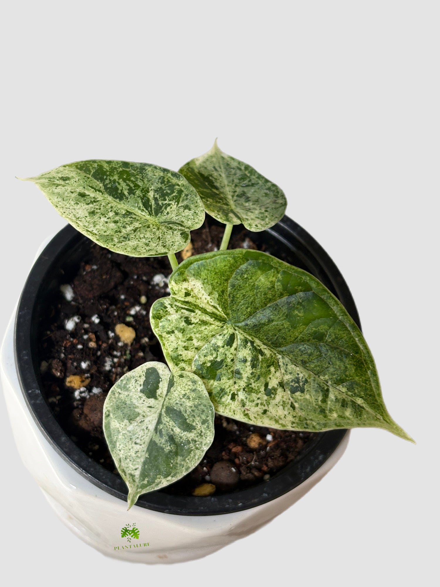 Alocasia Dragon Scale Variegated in ceramic pot – green leaves with cream variegation, grown in Canada by Plantalure
