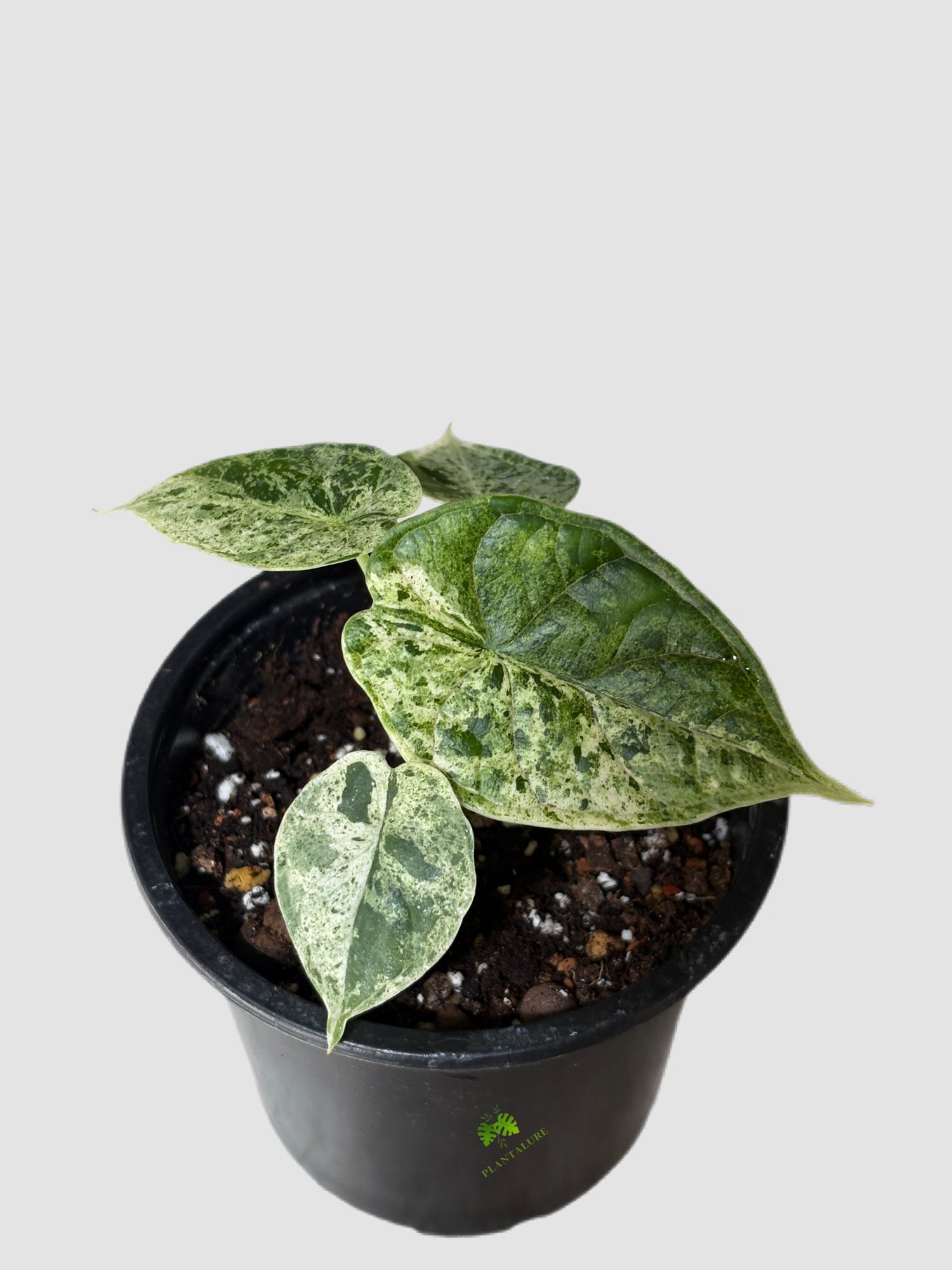 Alocasia Dragon Scale Variegated in 4" nursery pot – textured leaves with yellow-green variegation, grown in Canada by Plantalure