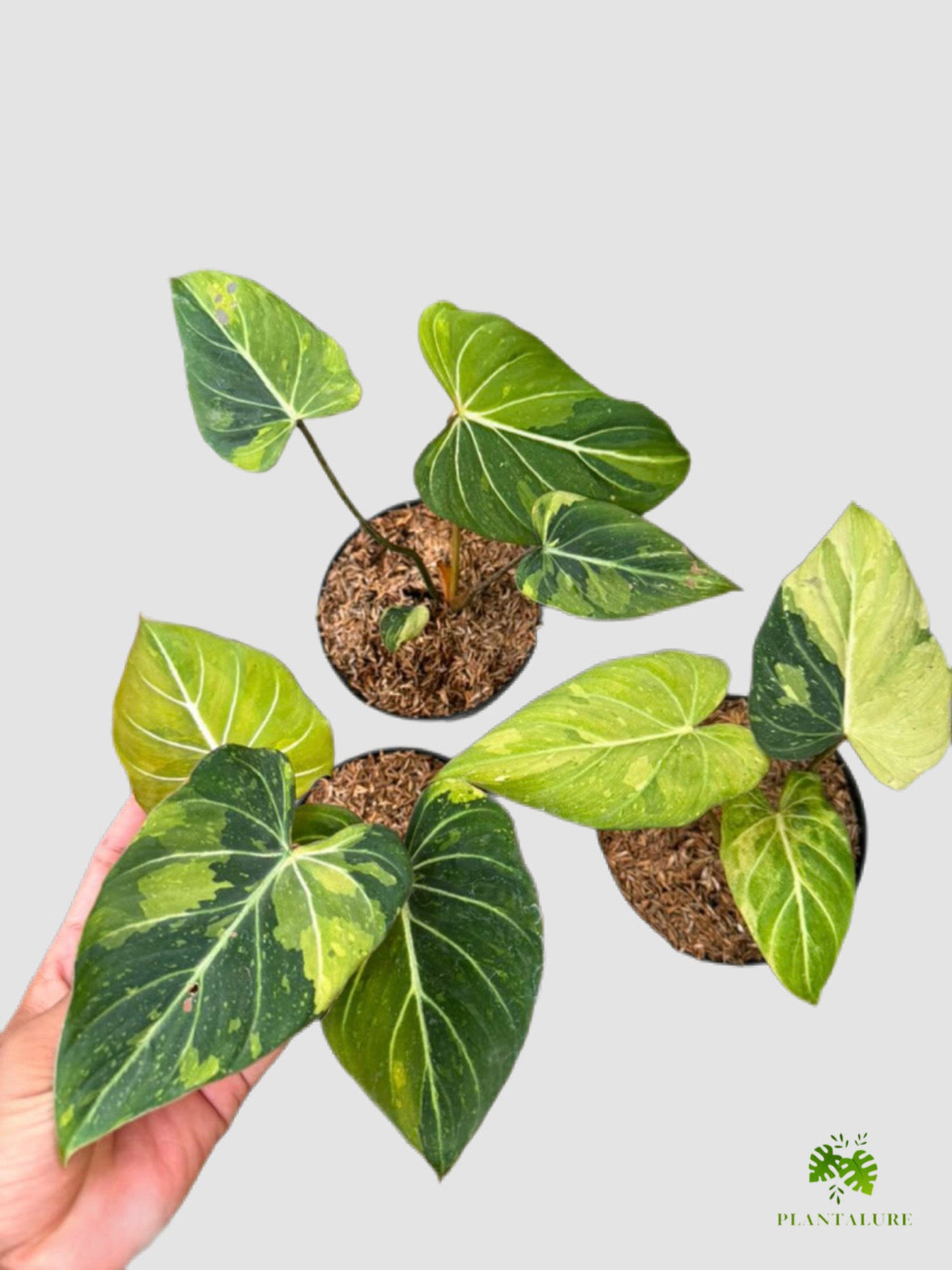 Philodendron Gloriosum Variegated – heart-shaped leaves with creamy yellow variegation and white veins, grown in Canada by Plantalure