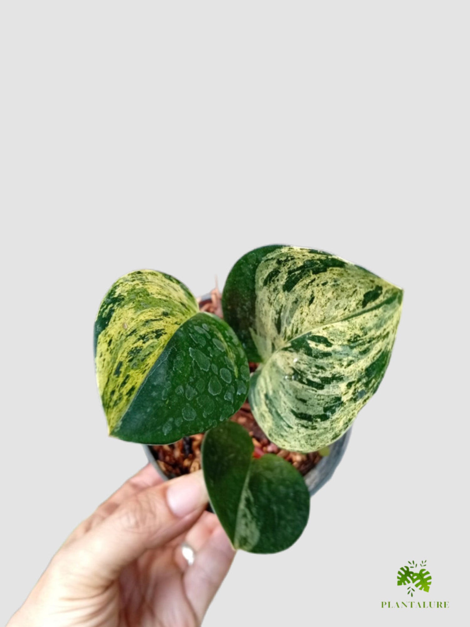 Scindapsus Treubii Dark Variegated – dark green leaves with bold cream and yellow speckled variegation, grown in Canada by Plantalure