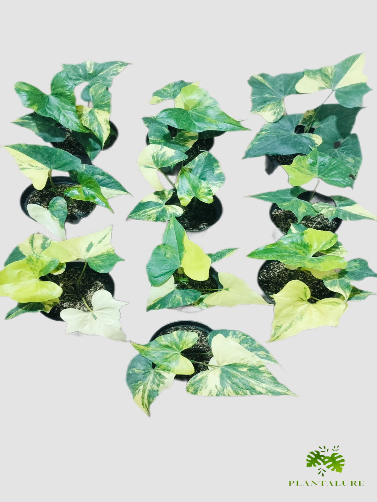 Anthurium Pterodactyl Variegated – angular lobed leaves with cream and yellow variegation, grown in Canada by Plantalure
