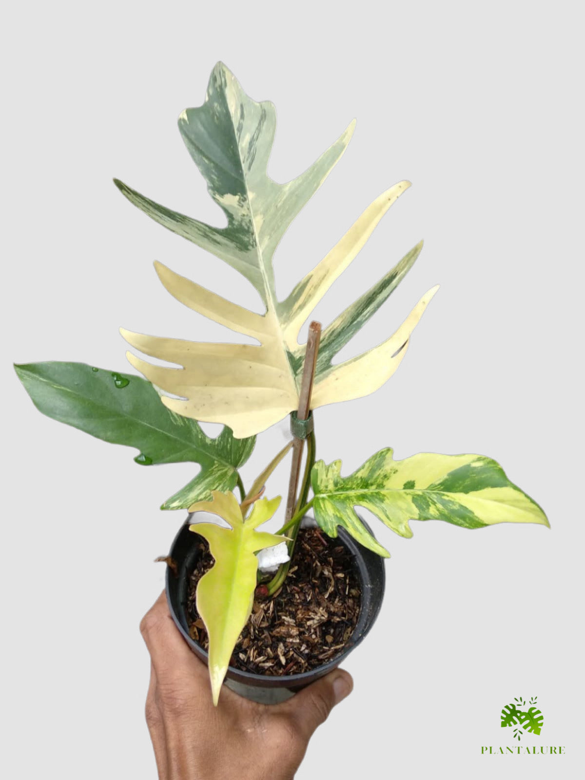 Philodendron Florida Beauty x Tortum Variegated – lobed leaves with bold creamy variegation, grown in Canada by Plantalure
