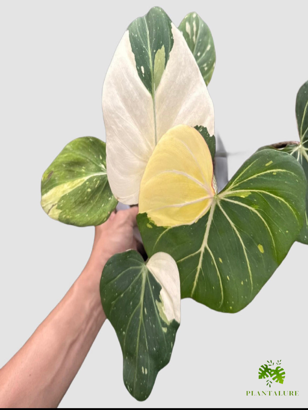 Philodendron Gloriosum Tricolor – close-up of tricolor variegated foliage with cream and green tones, grown in Canada by Plantalure