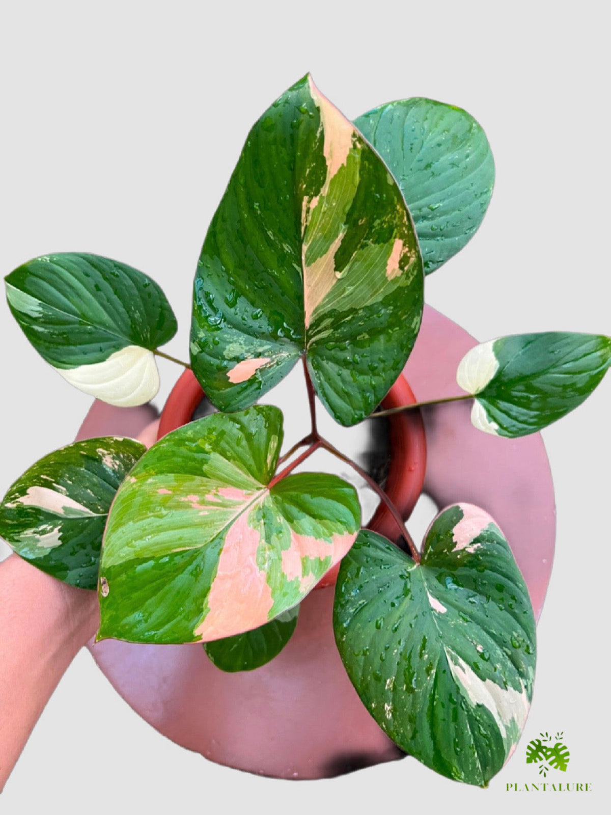 Homalomena rubescens ‘Pink’ – close-up of pink stems and leaf texture, grown in Canada by Plantalure