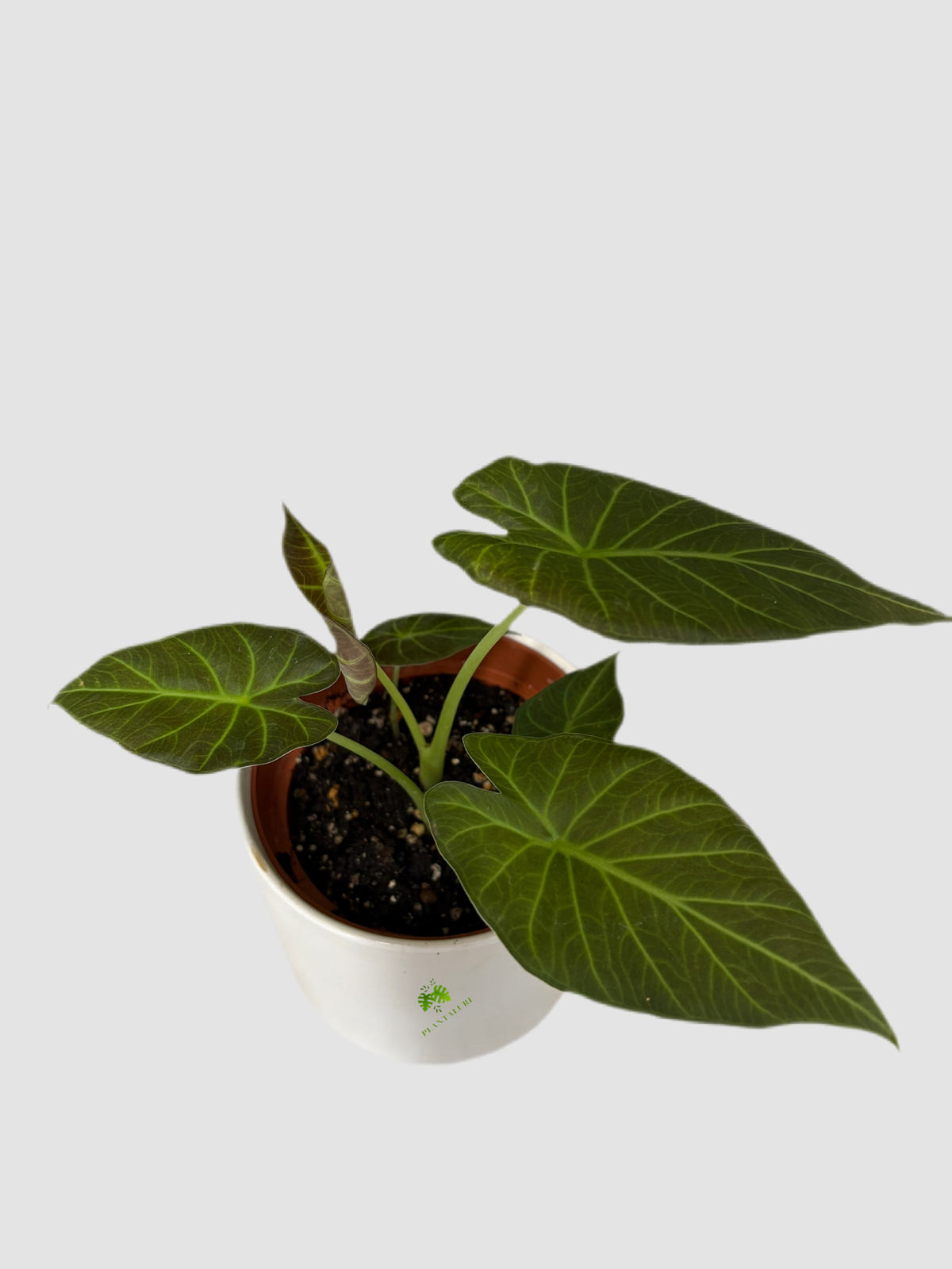 Alocasia Regal Shields in 6" Ceramic pot – shield-shaped dark green leaves with silvery veining, grown in Canada by Plantalure"