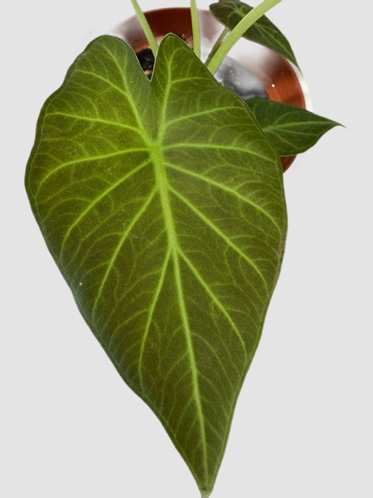 Alocasia Regal Shields
