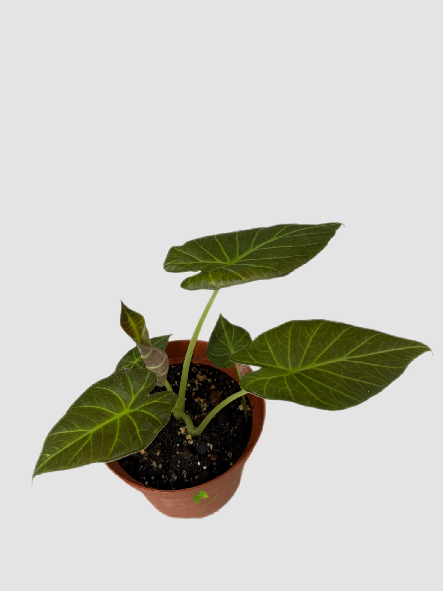 Alocasia Regal Shields in 6" nursery pot – shield-shaped dark green leaves with silvery veining, grown in Canada by Plantalure"