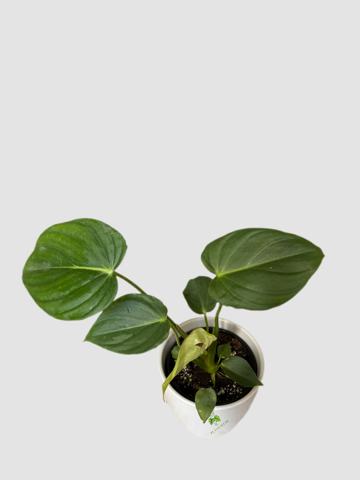 Philodendron Gloriosum 4" Ceramic pot – velvety heart-shaped foliage, grown in Canada by Plantalure