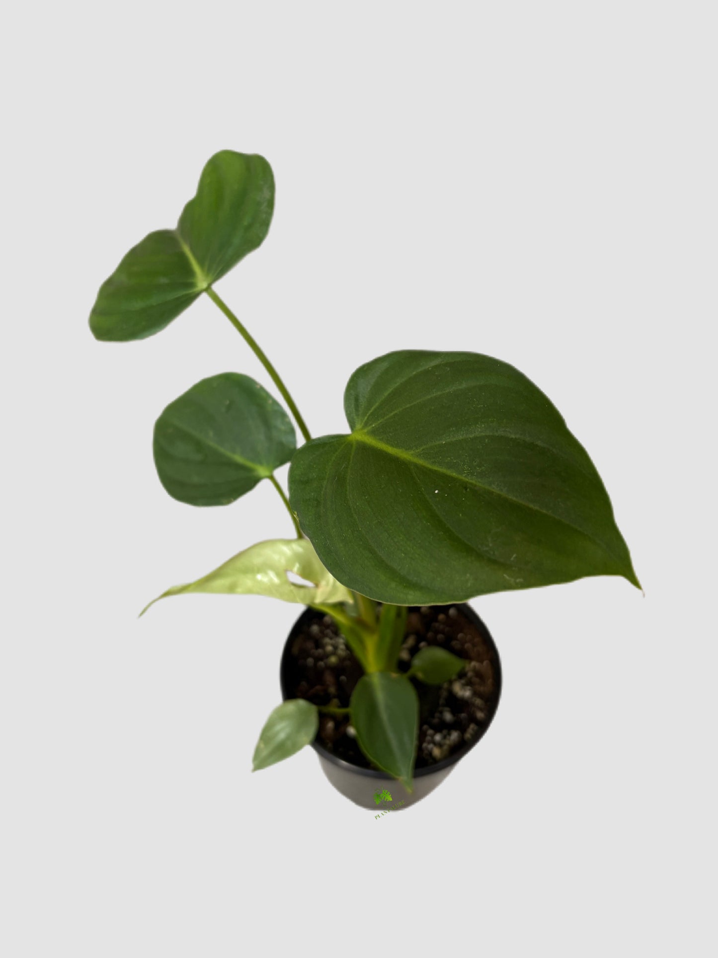 Philodendron Gloriosum 4" Nursery pot – velvety heart-shaped foliage, grown in Canada by Plantalure