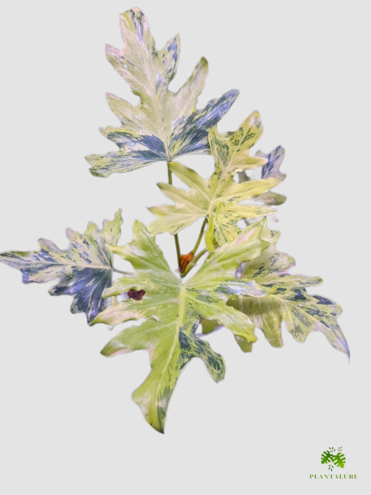 Philodendron Nagogeni – deeply lobed leaves with cream, green and blue-grey variegation, grown in Canada by Plantalure