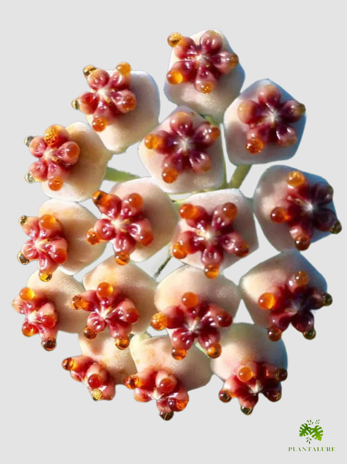 Hoya Kerri - a cluster of small white flowers with reddish-pink centers and amber-orange tips, grownin Canada by Plantalure